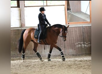 Oldenburger, Stute, 12 Jahre, 164 cm, Brauner