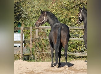 Oldenburger, Stute, 12 Jahre, 164 cm, Dunkelbrauner