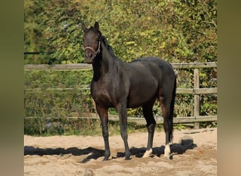 Oldenburger, Stute, 12 Jahre, 164 cm, Dunkelbrauner