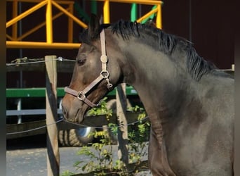 Oldenburger, Stute, 12 Jahre, 164 cm, Dunkelbrauner