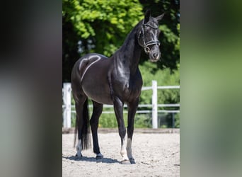 Oldenburger, Stute, 12 Jahre, 164 cm, Rappe