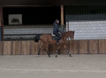 Oldenburger, Stute, 12 Jahre, 165 cm, Brauner