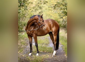 Oldenburger, Stute, 12 Jahre, 165 cm, Dunkelbrauner