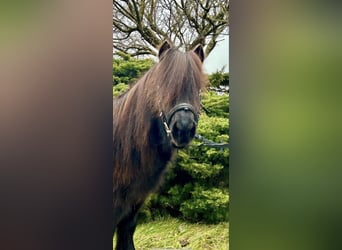 Oldenburger, Stute, 12 Jahre, 165 cm, Dunkelbrauner