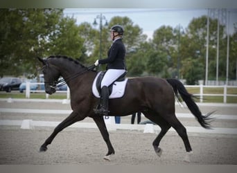 Oldenburger, Stute, 12 Jahre, 165 cm, Dunkelbrauner