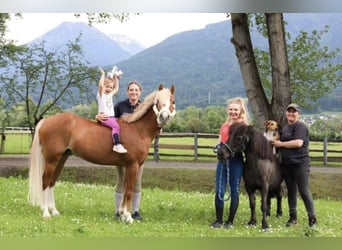 Oldenburger, Stute, 12 Jahre, 165 cm, Dunkelbrauner