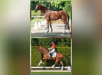 Oldenburger, Stute, 12 Jahre, 165 cm, Dunkelbrauner
