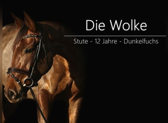 Oldenburger, Stute, 12 Jahre, 165 cm, Dunkelfuchs