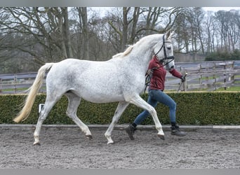 Oldenburger, Stute, 12 Jahre, 165 cm, Fliegenschimmel