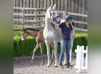 Oldenburger, Stute, 12 Jahre, 165 cm, Fliegenschimmel