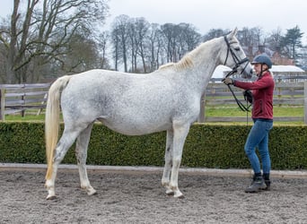 Oldenburger, Stute, 12 Jahre, 165 cm, Fliegenschimmel