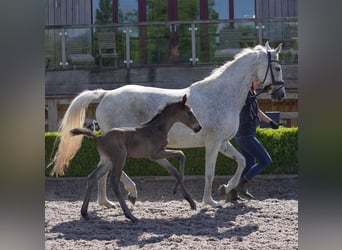Oldenburger, Stute, 12 Jahre, 165 cm, Fliegenschimmel