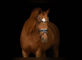 Oldenburger, Stute, 12 Jahre, 165 cm, Fuchs