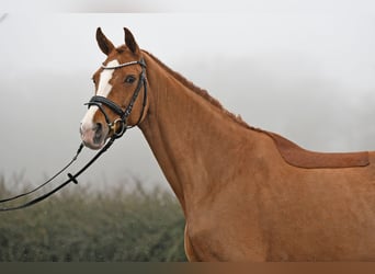 Oldenburger, Stute, 12 Jahre, 166 cm, Fuchs