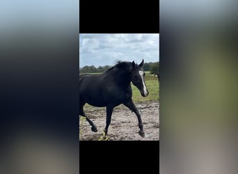 Oldenburger, Stute, 12 Jahre, 166 cm, Rappe