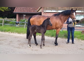 Oldenburger, Stute, 12 Jahre, 167 cm, Brauner