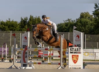 Oldenburger, Stute, 12 Jahre, 167 cm, Brauner