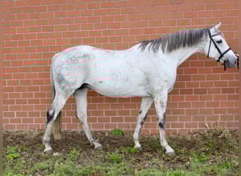 Oldenburger, Stute, 12 Jahre, 167 cm, Schimmel