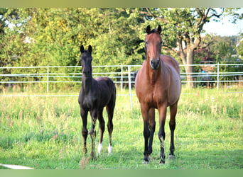 Oldenburger, Stute, 12 Jahre, 168 cm, Brauner