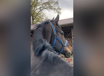Oldenburger, Stute, 12 Jahre, 168 cm, Dunkelbrauner