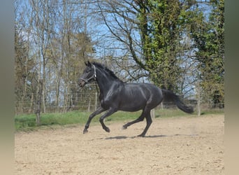 Oldenburger, Stute, 12 Jahre, 168 cm, Schwarzbrauner