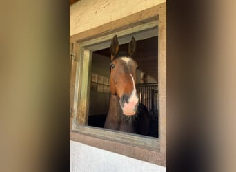 Oldenburger, Stute, 12 Jahre, 170 cm, Brauner
