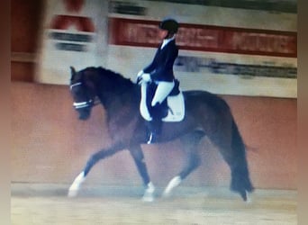 Oldenburger, Stute, 12 Jahre, 170 cm, Brauner