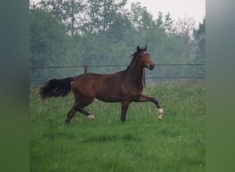 Oldenburger, Stute, 12 Jahre, 170 cm, Brauner