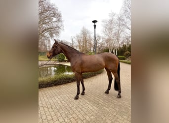 Oldenburger, Stute, 12 Jahre, 170 cm, Brauner