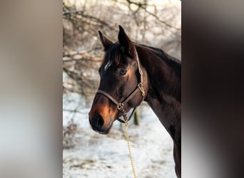 Oldenburger, Stute, 12 Jahre, 170 cm, Dunkelbrauner