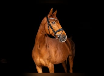 Oldenburger, Stute, 12 Jahre, 170 cm, Dunkelfuchs