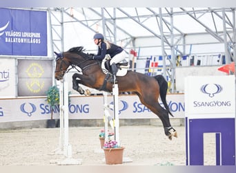 Oldenburger, Stute, 12 Jahre, 170 cm, Rotbrauner