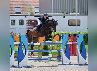 Oldenburger, Stute, 12 Jahre, 170 cm, Rotbrauner