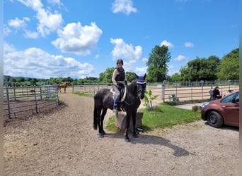 Oldenburger, Stute, 12 Jahre, 171 cm, Dunkelbrauner