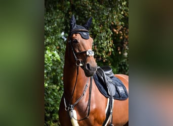 Oldenburger, Stute, 12 Jahre, 172 cm, Dunkelfuchs
