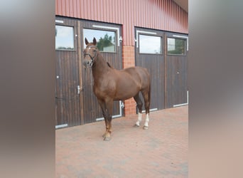 Oldenburger, Stute, 12 Jahre, 174 cm, Dunkelfuchs