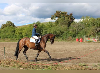 Oldenburger, Stute, 12 Jahre, 175 cm, Brauner
