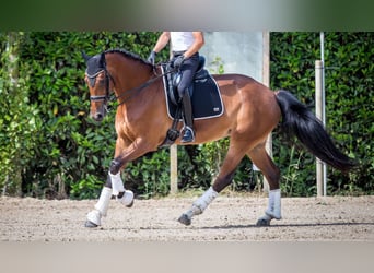 Oldenburger, Stute, 12 Jahre, 177 cm, Rotbrauner