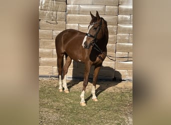 Oldenburger, Stute, 12 Jahre, Brauner
