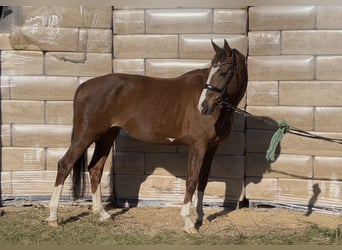 Oldenburger, Stute, 12 Jahre, Brauner