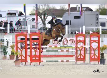 Oldenburger, Stute, 12 Jahre, Brauner