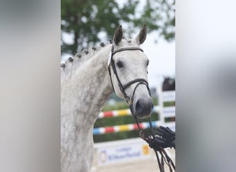 Oldenburger, Stute, 12 Jahre, Schimmel