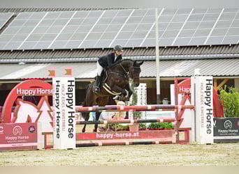 Oldenburger, Stute, 13 Jahre, 160 cm, Brauner