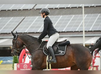 Oldenburger, Stute, 13 Jahre, 160 cm, Brauner