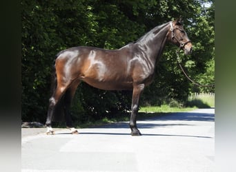 Oldenburger, Stute, 13 Jahre, 160 cm, Dunkelbrauner