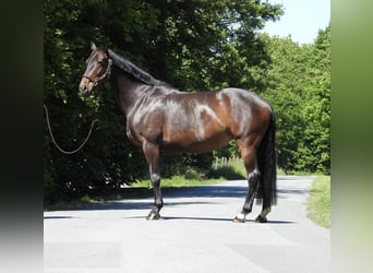 Oldenburger, Stute, 13 Jahre, 160 cm, Dunkelbrauner