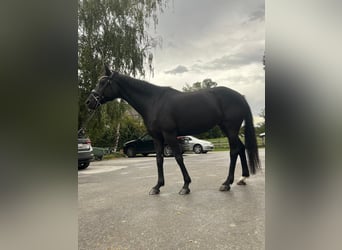 Oldenburger, Stute, 13 Jahre, 160 cm, Rappe