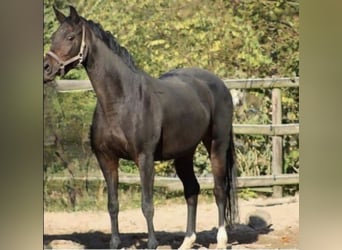 Oldenburger, Stute, 13 Jahre, 164 cm, Dunkelbrauner