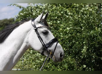 Oldenburger, Stute, 13 Jahre, 164 cm, Schimmel