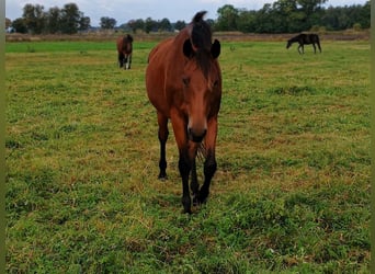 Oldenburger, Stute, 13 Jahre, 165 cm, Brauner